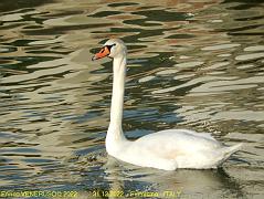 110 - Cigno, bellezza ed eleganza